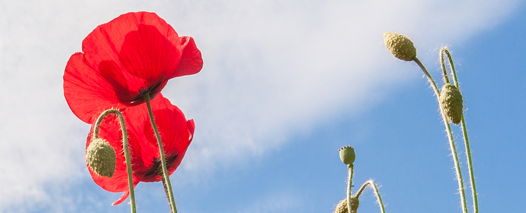 Poppy (Papaver rhoeas) on sunny day