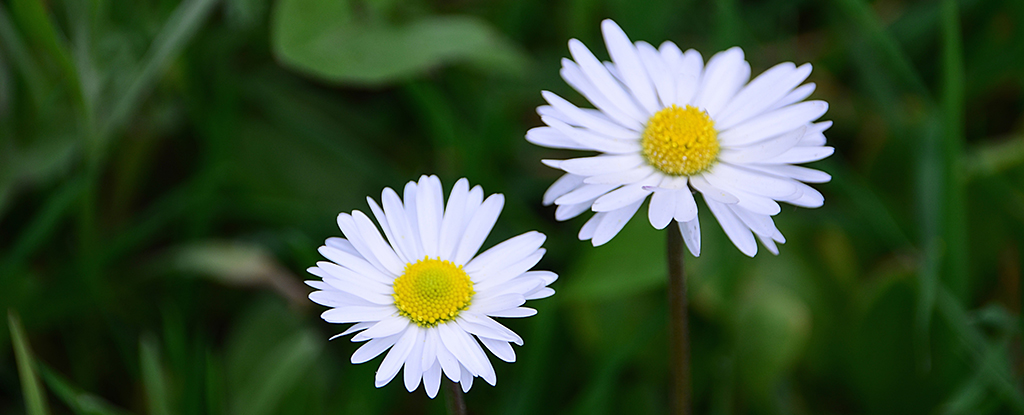 Ox Eye Daisy