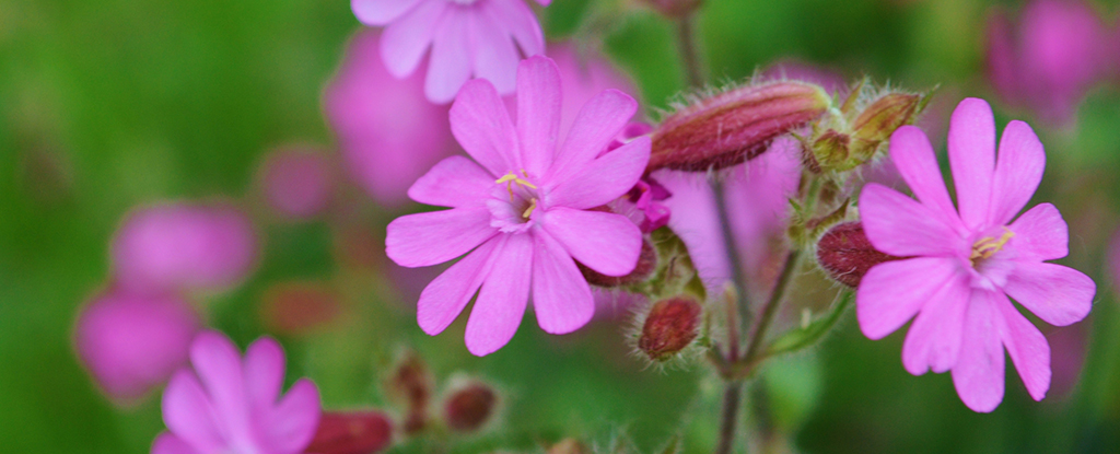 Red Campion Flowers