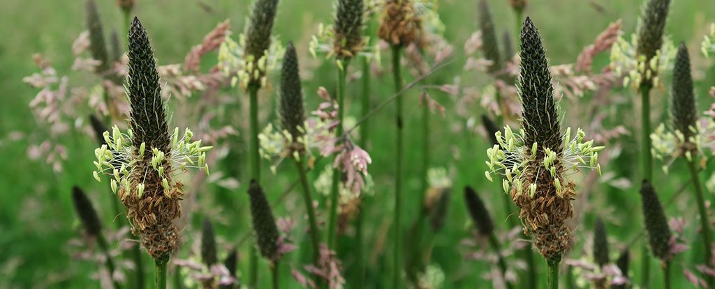 Ribwort Plantain