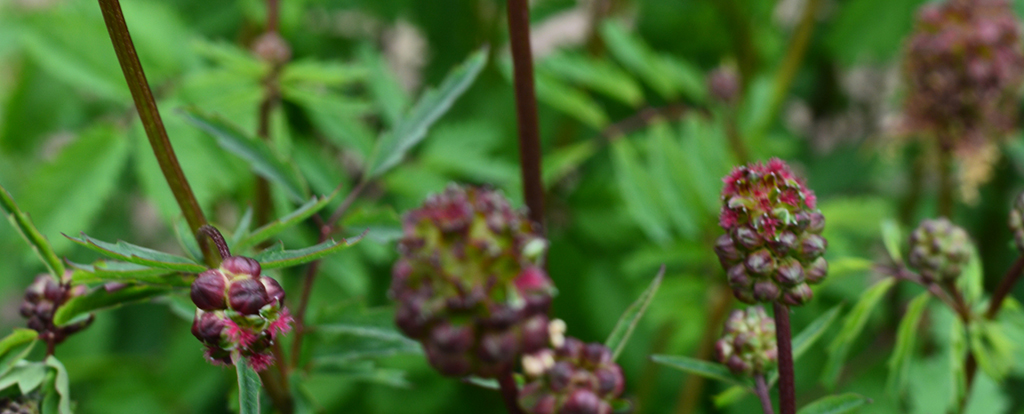 Salad Burnet