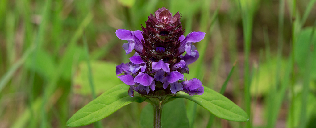 Self Heal Flower