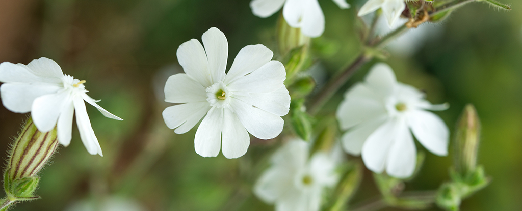 White Campion Flower