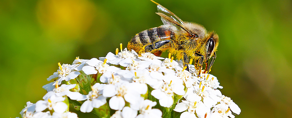 Bee with Yarrow Flower head